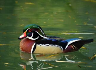 W czym śpicie chłopcy?