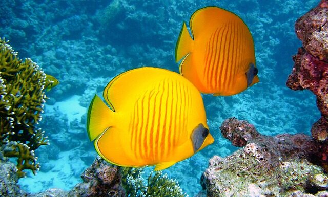 Ile kosztuje gram korala naturalnego?