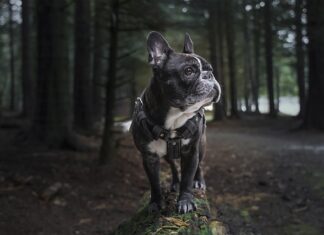 Jaka uprząż kupić?